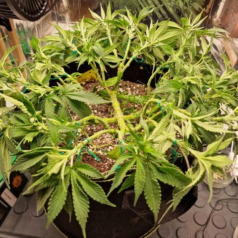 Runtz Muffin growlog photo: Tag 49, LST, Triebe auf eine Höhe gebracht. 