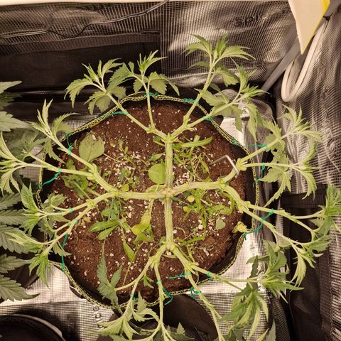 Mix Pack, surprise growlog photo: Tag 39, vorherund nachher 