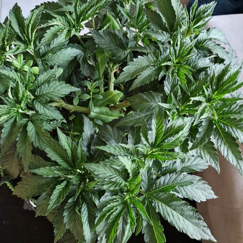 Mix Pack, surprise growlog photo: Tag 39, vorherund nachher 