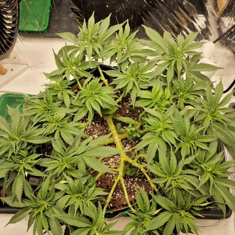Runtz Muffin growlog photo: Tag 50