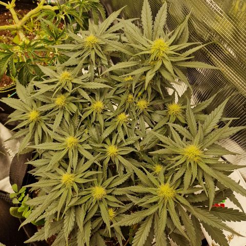 Purple Haze growlog photo: Tag 39