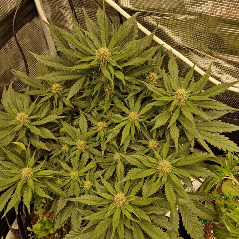 Lemon Cherry Cookies growlog photo: Tag 39