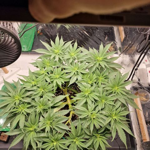 Runtz Muffin growlog photo: Tag 52
