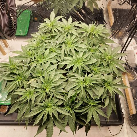 Runtz Muffin growlog photo: Tag 55