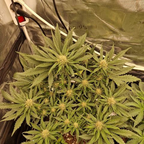 Lemon Cherry Cookies growlog photo: Tag 44