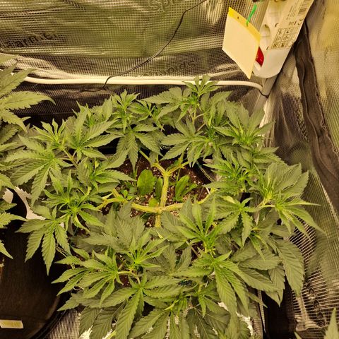 Mix Pack, surprise growlog photo: Tag 44