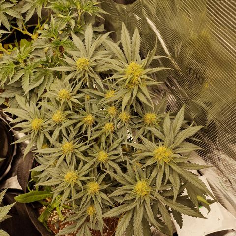 Purple Haze growlog photo: Tag 44