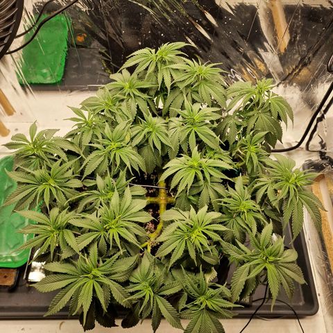 Runtz Muffin growlog photo: Tag 57, Letzte Gießen etwas zu lang her. Die Dame hat ihre Blätter etwas hängen gelassen 