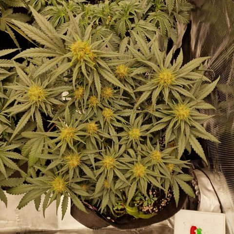 Purple Haze growlog photo: Tag 46