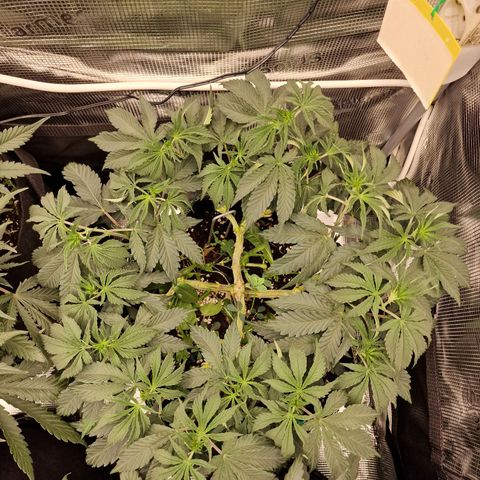 Mix Pack, surprise growlog photo: Tag 46