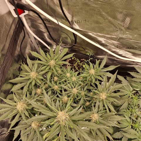Lemon Cherry Cookies growlog photo: Tag 46
