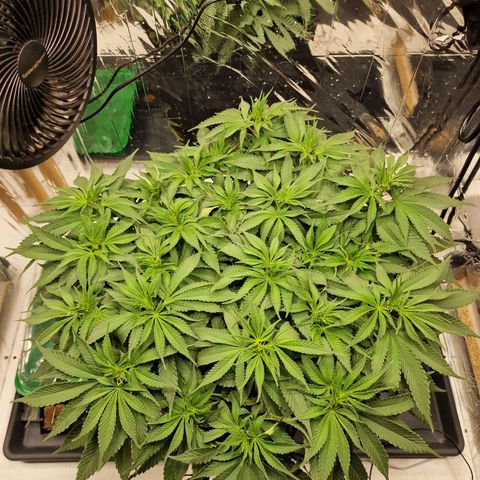 Runtz Muffin growlog photo: Tag 59