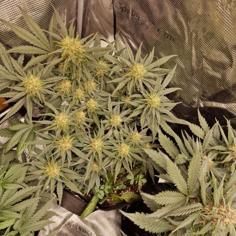 Purple Haze growlog photo: Tag 48