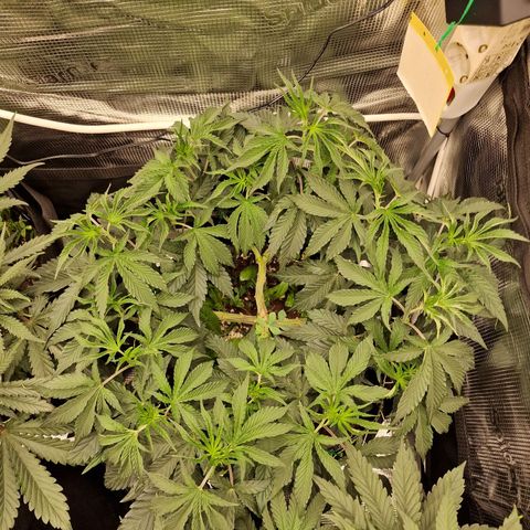Mix Pack, surprise growlog photo: Tag 48