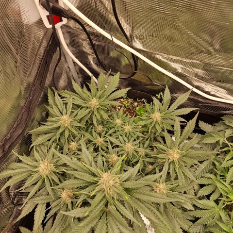 Lemon Cherry Cookies growlog photo: Tag 48