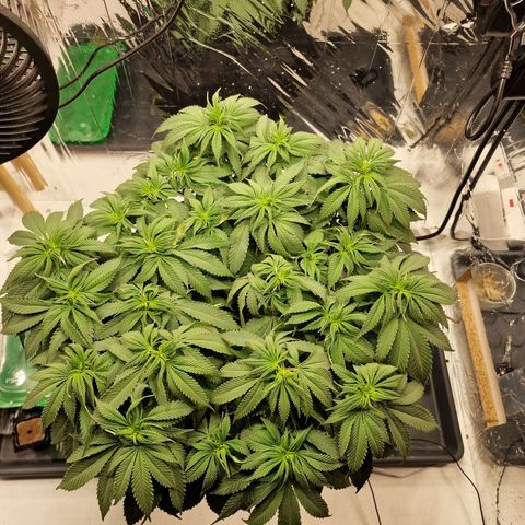 Runtz Muffin growlog photo: Tag 61