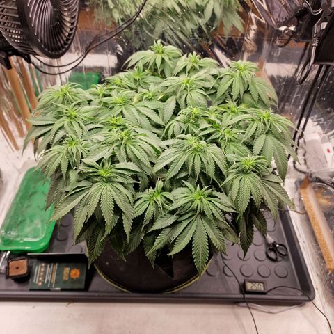 Runtz Muffin growlog photo: Tag 61