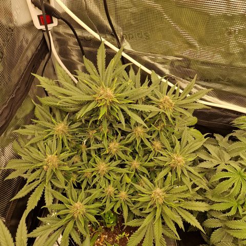 Lemon Cherry Cookies growlog photo: Tag 52