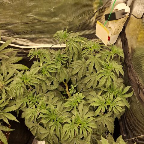 Mix Pack, surprise growlog photo: Tag 52