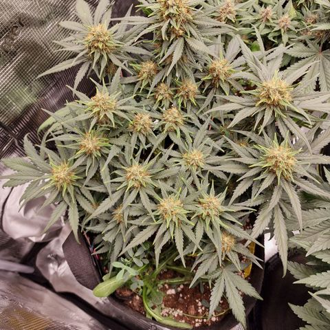Purple Haze growlog photo: Tag 52