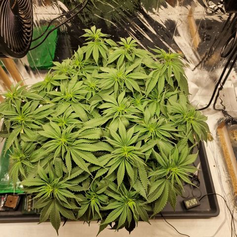Runtz Muffin growlog photo: Tag 63