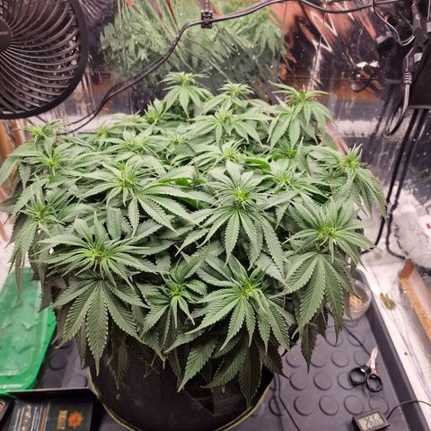 Runtz Muffin growlog photo: Tag 63
