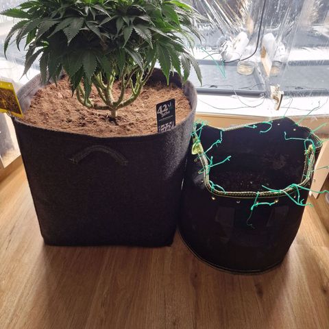 Runtz Muffin growlog photo: Tag 65, Zeit für einen neuen Schuh. Bald geht's in die Blüte