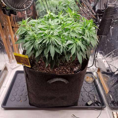 Runtz Muffin growlog photo: Tag 65, Zeit für einen neuen Schuh. Bald geht's in die Blüte