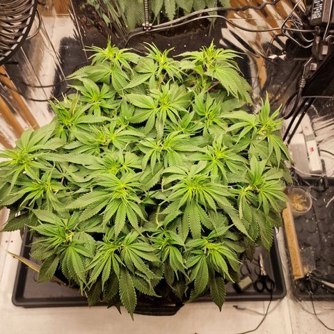Runtz Muffin growlog photo: Tag 65