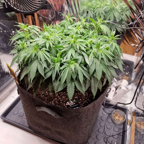 Runtz Muffin growlog photo: Tag 65