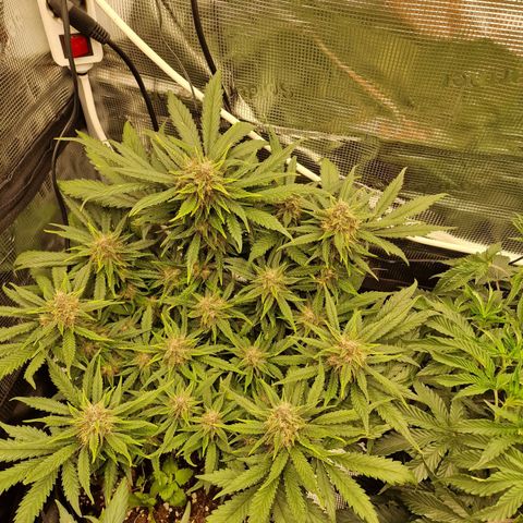 Lemon Cherry Cookies growlog photo: Tag 54