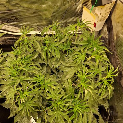 Mix Pack, surprise growlog photo: Tag 54