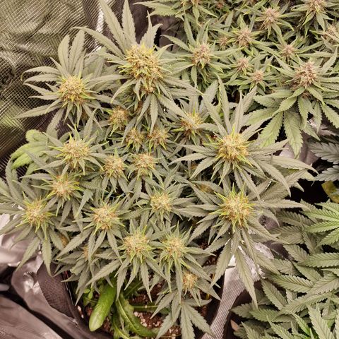 Purple Haze growlog photo: Tag 54