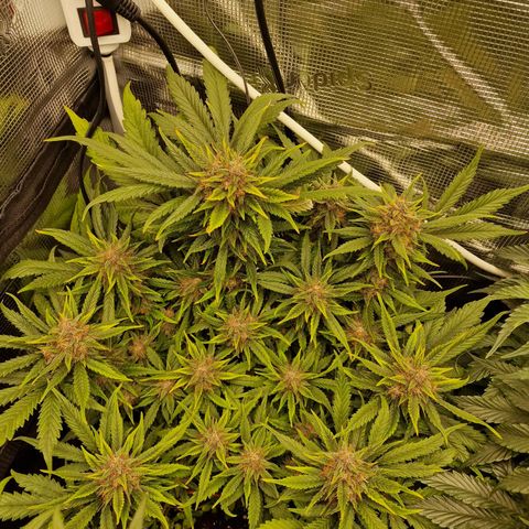 Lemon Cherry Cookies growlog photo: Tag 59