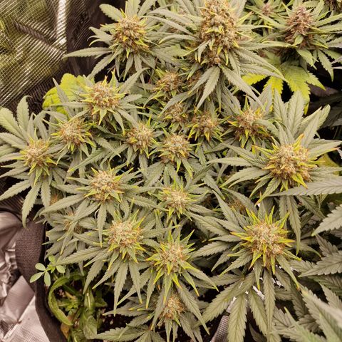 Purple Haze growlog photo: Tag 59