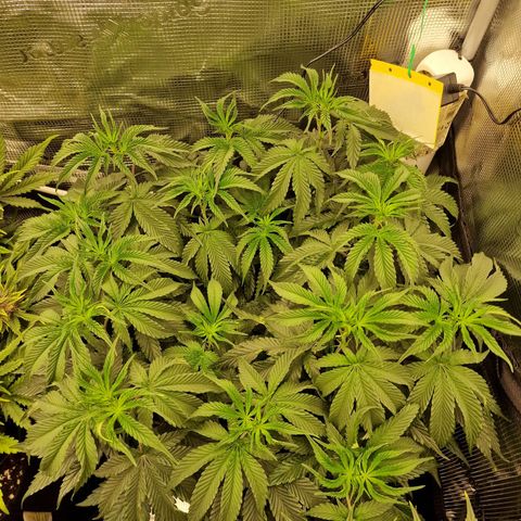 Mix Pack, surprise growlog photo: Tag 59