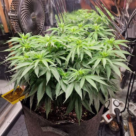 Runtz Muffin growlog photo: Tag 70