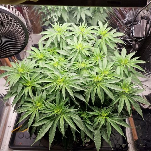 Runtz Muffin growlog photo: Tag 70