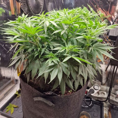 Runtz Muffin growlog photo: Tag 73, Entblätterung 