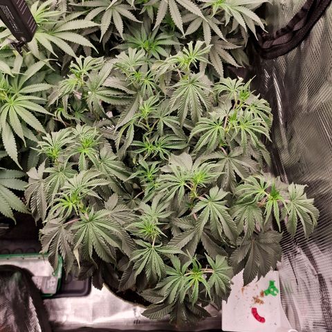 Mix Pack, surprise growlog photo: Tag 65