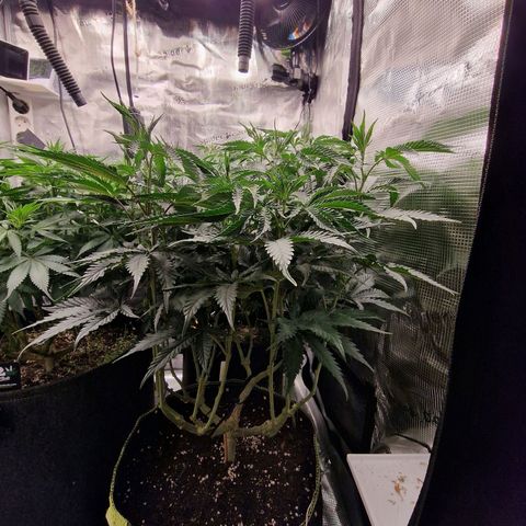 Mix Pack, surprise growlog photo: Tag 65