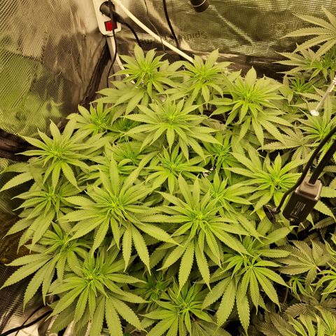 Runtz Muffin growlog photo: Tag 76