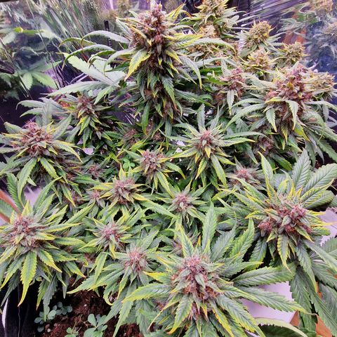 Lemon Cherry Cookies growlog photo: Tag 65