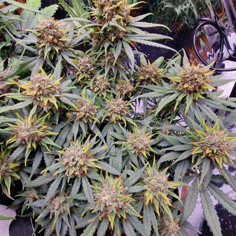 Purple Haze growlog photo: Tag 65