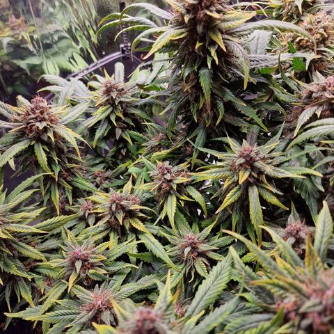 Lemon Cherry Cookies growlog photo: Close to harvest