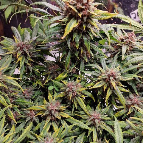 Lemon Cherry Cookies growlog photo: Close to harvest