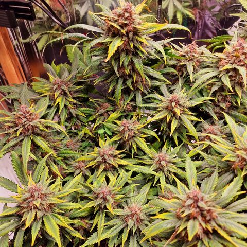 Lemon Cherry Cookies growlog photo: Close to harvest