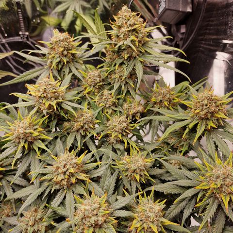 Purple Haze growlog photo: Close to harvest