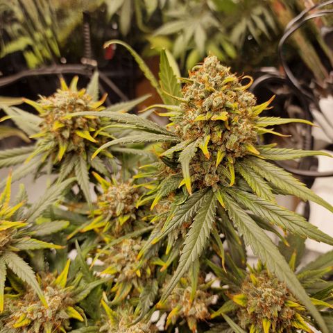Purple Haze growlog photo: Close to harvest