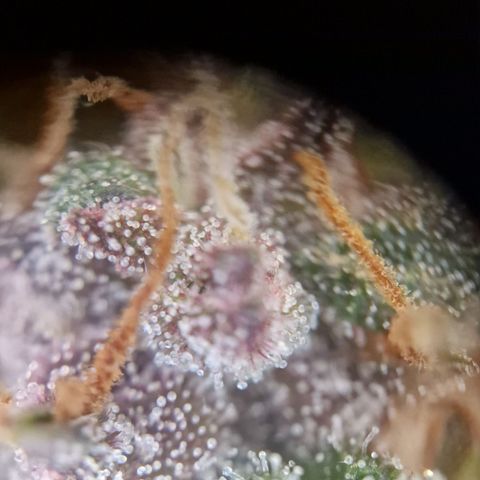 Lemon Cherry Cookies growlog timeline photo